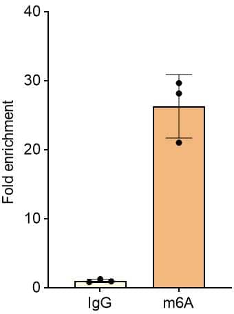 RNA immunoprecipitation (RIP) was performed using either IgG or m6A Antibody (NBP3-18690) (2 ug/IP) with 50 ug MDA-MB-231 total RNA, followed by qPCR with primers for PRSS23 gene. Image from a verified customer review.