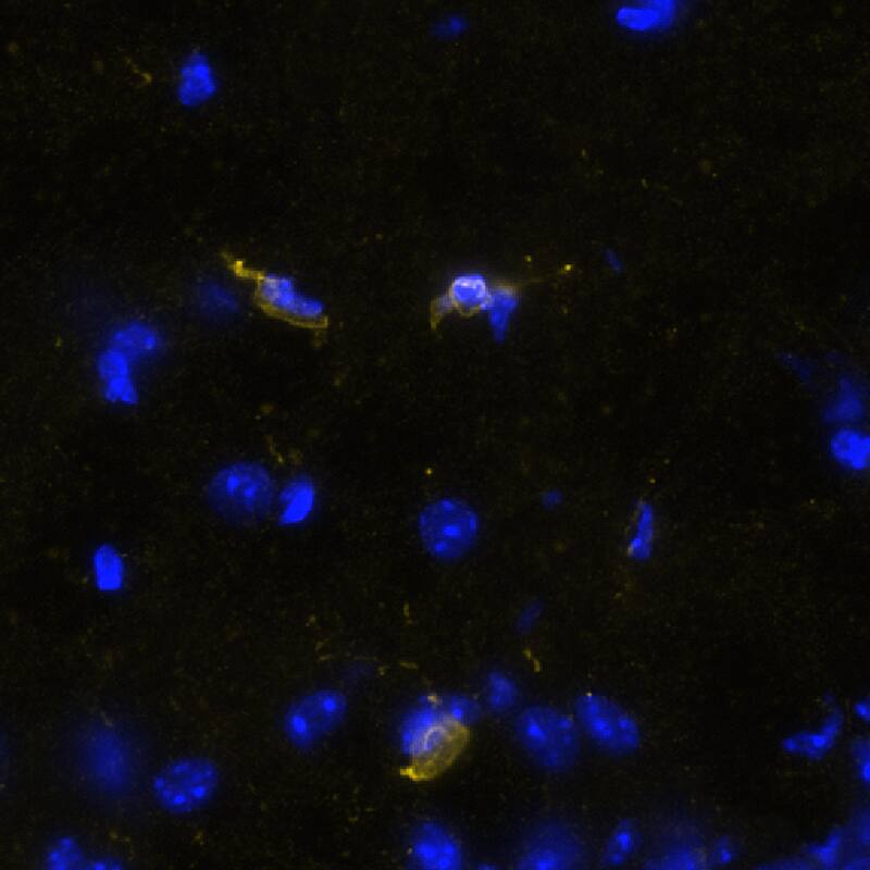 STING was detected in frozen sections of mouse hippocampus using Rabbit Anti-Mouse STING Monoclonal Antibody (Catalog # NBP3-18816) at 10ug/mL at 37 ° Celsius for 4 minutes. Before incubation with the primary antibody, tissue underwent preprocessing by incubating tissue with Multi Staining Buffer (Lunaphore Catalog # BU06) for 5minutes at room temperature followed by a 20-minute incubation in Tris-Buffered Saline + 0.2% Triton at room temperature. Tissue was stained using the Alexa Fluor™ Plus 647 Goat anti-Rabbit IgG Secondary Antibody at 1:200 at 37 ° Celsius for 2 minutes. (Yellow; Lunaphore Catalog # DR647RB) and counterstained with DAPI (blue; Lunaphore Catalog # DR100). Specific staining was localized to the cytoplasm. Protocol available in COMET™ Panel Builder.
