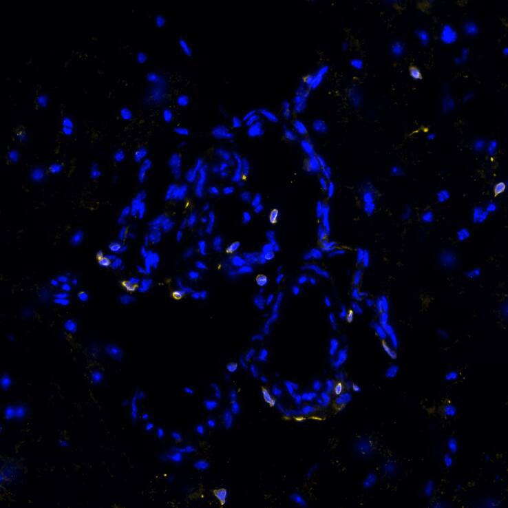 STING was detected in frozen sections of mouse choroid plexus using Rabbit Anti-Mouse STING Monoclonal Antibody (Catalog # NBP3-18816) at 10ug/mL at 37 ° Celsius for 4 minutes. Before incubation with the primary antibody, tissue underwent preprocessing by incubating tissue with Multi Staining Buffer (Lunaphore Catalog # BU06) for 5minutes at room temperature followed by a 20-minute incubation in Tris-Buffered Saline + 0.2% Triton at room temperature. Tissue was stained using the Alexa Fluor™ Plus 647 Goat anti-Rabbit IgG Secondary Antibody at 1:200 at 37 ° Celsius for 2 minutes. (Yellow; Lunaphore Catalog # DR647RB) and counterstained with DAPI (blue; Lunaphore Catalog # DR100). Specific staining was localized to the cytoplasm. Protocol available in COMET™ Panel Builder.