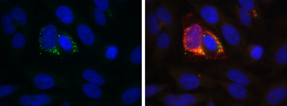 Immunocytochemistry/ Immunofluorescence dsRNA Antibody (1D3) - Chimeric - Azide and BSA Free