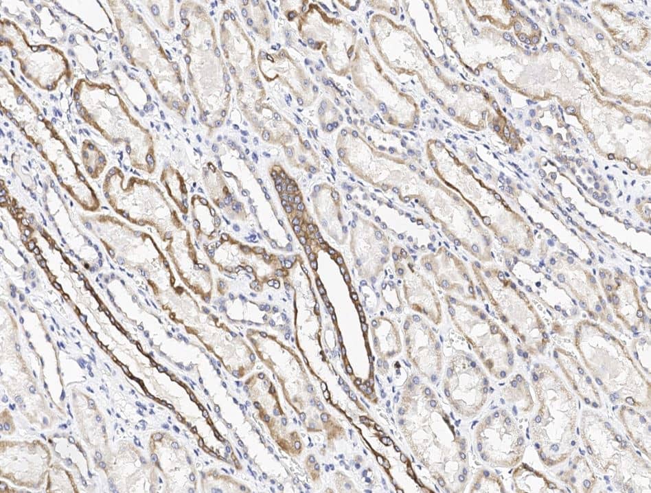 Immunohistochemistry-Paraffin CH25H Antibody - Azide and BSA Free