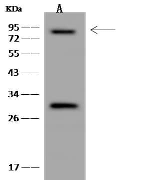 Western Blot-NBP3-20222-LEPREL1 Antibody-Lane A: U-251 MG Whole Cell LysateLysates/proteins at 30 ug per lane.SecondaryGoat Anti-Rabbit IgG (H+L)/HRP at 1/10000 dilution.Developed using the ECL technique.Performed under reducing conditions.Predicted band size:81 kDaObserved band size: kDa