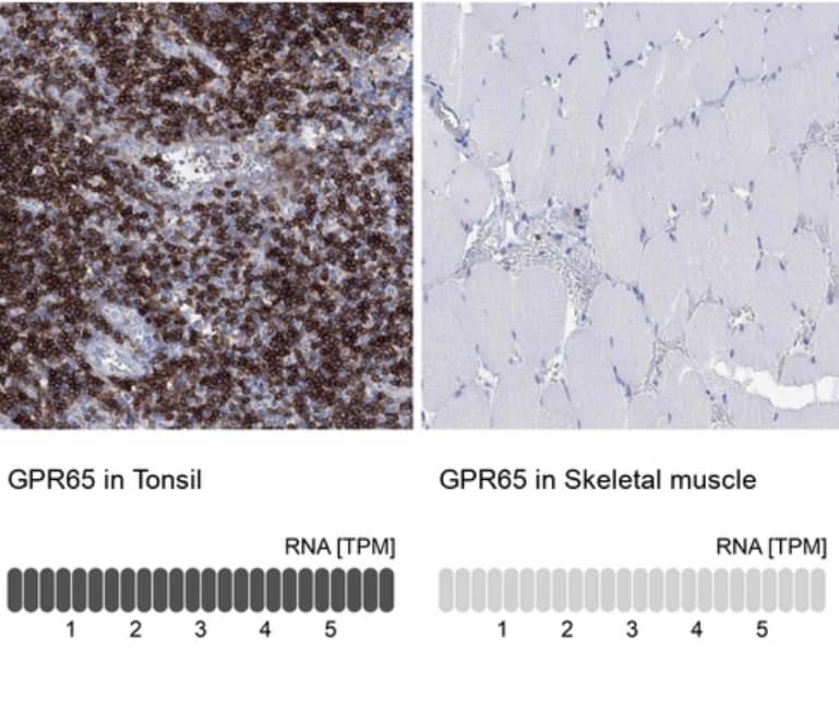 Immunohistochemistry-Paraffin TDAG8/GPR65 Antibody - BSA Free
