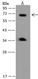 Western Blot-NBP3-21481-FBXL4 Antibody-Lane A: HeLa Whole Cell LysateLysates/proteins at 30 ug per lane.SecondaryGoat Anti-Rabbit IgG (H+L)/HRP at 1/10000 dilution.Developed using the ECL technique.Performed under reducing conditions.Predicted band size:70 kDaObserved band size:70 kDa