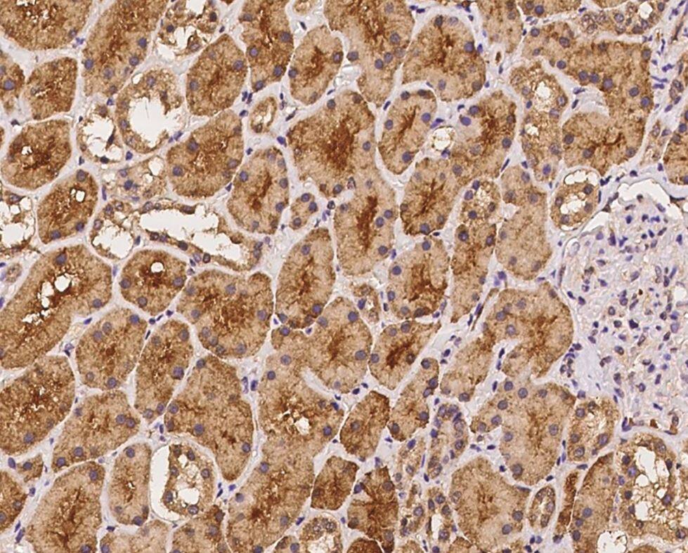 IHC-P-NBP3-21482-LIAT1 Antibody-Staining of human C17orf97 in human kidney with rabbit polyclonal antibody at 1:100 dilution, formalin-fixed paraffin embedded sections.