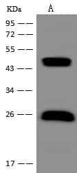 Western Blot-NBP3-21482-LIAT1 Antibody-Lane A: Jurkat Whole Cell LysateLysates/proteins at 30 ug per lane.SecondaryGoat Anti-Rabbit IgG (H+L)/HRP at 1/10000 dilution.Developed using the ECL technique.Performed under reducing conditions.Predicted band size:23 kDaObserved band size:45 kDa
