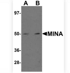 Western Blot-NBP3-21502-MINA Antibody - BSA Free-Analysis of MINA in human heart tissue lysate with MINA antibody at (A) 1 and (B) 2 ug/mL.