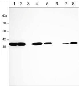 Western Blot: Mouse Annexin A2 mAb (M009) [NBP3-23188] - Analysis of human A431 (lane 1), MDA-MB-231 (lane 2), LNCaP (lane 3), MeWo (lane 4), HUVEC (lane 5), Jurkat (lane 6), K562 (lane 7), and PC3 (lane 8) cell lysates. The blot was probed with Mouse Annexin A2 mAb (M009) at 1:500 (lanes 1-8).