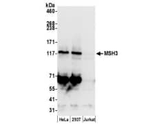 Whole cell lysate (50 µg) from HeLa, HEK293T, and Jurkatcells prepared using NETN lysis buffer. Antibody: Affinitypurified rabbit anti-MSH3 antibody A305-314A used for WB at 0.1 µg/ml. Detection:Chemiluminescence with an exposure time of 30 seconds.