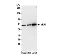 Whole cell lysate (15 µg) from HeLa, HEK293T, and Jurkatcells prepared using NETN lysis buffer. Antibody: Affinitypurified rabbit anti-VRK1 antibodyused for WB at 0.1 µg/ml. Detection:Chemiluminescence with an exposure time of 3 minutes.