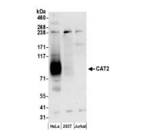 Western Blot SLC7A2 Antibody - BSA Free