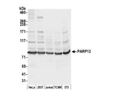 Western Blot PARP12 Antibody - BSA Free
