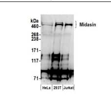 Western Blot MDN1 Antibody - BSA Free
