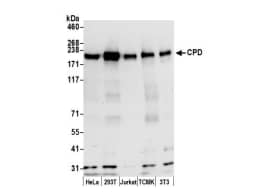 Western Blot:CPD AntibodyNBP3-30498] -Whole cell lysate (15 µg) from HeLa, HEK293T,Jurkat, mouse TCMK-1, and mouse NIH 3T3 cells preparedusing NETN lysis buffer. Antibody: Affinity purified rabbitanti-CPD antibody used forWB at 0.1 µg/ml. Detection: Chemiluminescence with anexposure time of 30 seconds.