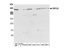 Whole cell lysate (50 µg) from HEK293T, OVCAR-3, HepG2, K-562, Jurkat, HeLa, U2OS, and MCF-7 cells preparedusing NETN lysis buffer. Antibody: Rabbit anti-BRCA2antibody for WB at 0.1 µg/ml. Detection: Chemiluminescence with an exposuretime of 3 minutes.