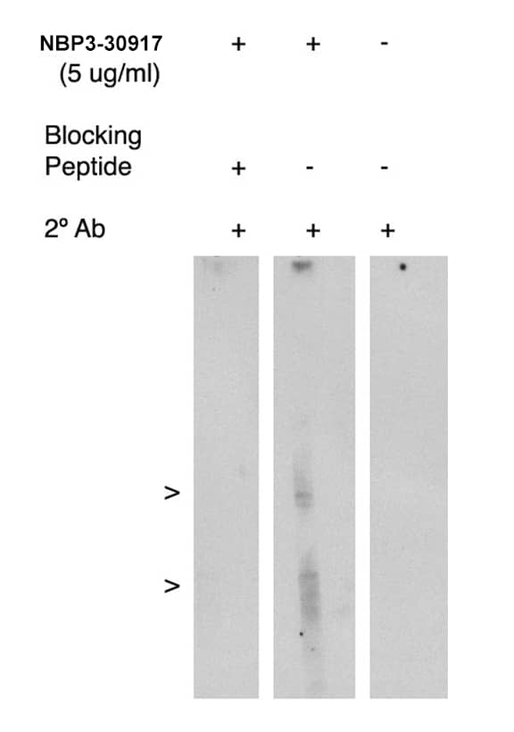 Western Blot: Rabbit FLAP pAb [NBP3-30917] - Analysis using antigen immunoaffinity purified and FLAP antibody on human kidney cell lysate. Lysate used at 15 µg/lane. Antibody used at 5 µg/ml. Secondary antibody, mouse anti-rabbit HRP used at 1:75k dilution. Visualized using substrate system. Exposure for 5 minutes.