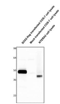 Western Blot:SOX2 Antibody[NBP3-31961]- Western blotting of SOX2-FLAG transfected COS-7 cell lysate (10 µg/lane), mock transfected COS-7 cell lysate (10 µg/lane) and NTERA2 cell lysate (10 µg/lane) and stained with Novus Biologicals anti-SOX2 antibody (1µg/mL).Note that SOX2 runs at higher molecular weight in lane 1 due to presence of tandem Myc/FLAG tag on recombinant protein relative to endogenous SOX2 in lane 3.