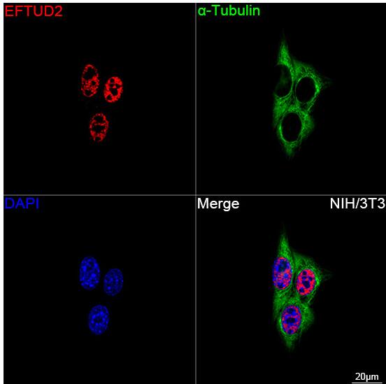 Confocal imaging of NIH/3T3 cells using [KD Validated] EFTUD2 Rabbit mAb (dilution 1:200) followed by a further incubation with Cy3 Goat Anti-Rabbit IgG (H+L) (dilution 1:500) (Red). The cells were counterstained with  alpha -Tubulin Mouse mAb (dilution 1:400) followed by incubation with ABflo® 488-conjugated Goat Anti-Mouse IgG (H+L) Ab (dilution 1:500) (Green). DAPI was used for nuclear staining (Blue). Objective: 100x.