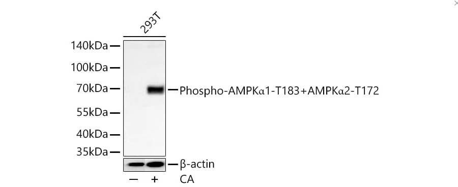 Analysis of lysates from 293T cells using Phospho-AMPK alpha 1-T183+AMPK alpha 2-T172 Rabbit mAb at 1:1000 dilution incubated overnight at 4℃. 293T cells were treated with CA (100 nM) at 37℃ for 30 minutes after serum-starvation overnight.Secondary antibody: HRP-conjugated Goat anti-Rabbit IgG (H+L) at 1:10000 dilution.Lysates/proteins: 30 μg per lane.Blocking buffer: 3% nonfat dry milk in TBST.Detection: ECL Basic Kit.Exposure time: 10s.