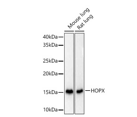 Analysis of various lysates using HOPX Rabbit PolymAb® at 1:10000 dilution incubated overnight at 4℃.Secondary antibody: HRP-conjugated Goat anti-Rabbit IgG (H+L) at 1:10000 dilution.Lysates/proteins: 25 μg per lane.Blocking buffer: 3% nonfat dry milk in TBST.Detection: ECL Basic Kit. Exposure time: 15s.