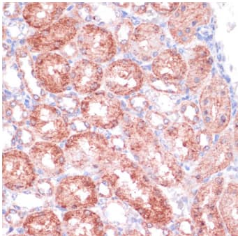 Immunohistochemistry-Paraffin SHMT1 Antibody