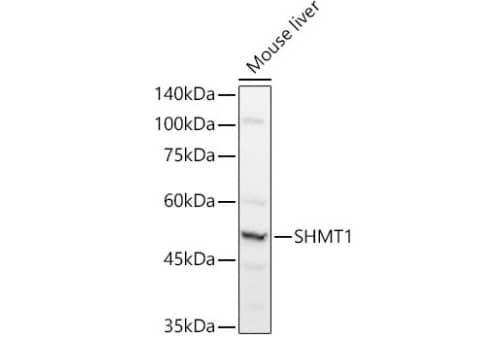 Western Blot SHMT1 Antibody