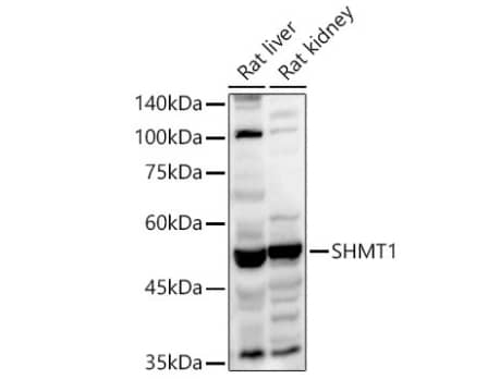 Western Blot SHMT1 Antibody