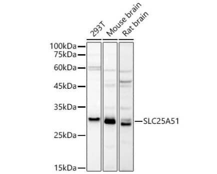 Western Blot MCART1 Antibody