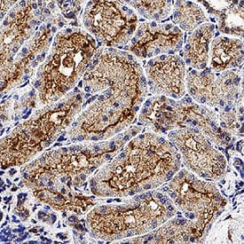 Beta Sarcoglycan was detected in immersion fixed paraffin-embedded sections of human kidney tissue using 0.5 µg/mL Rabbit Anti-Human beta Sarcoglycan Affinity-purified Polyclonal Antibody (Catalog # NBP3-38648) overnight at 4 °C. Before incubation with the primary antibody tissue was subjected to heat-induced epitope retrieval using Antigen Retrieval Reagent-Basic (Catalog # CTS013). Tissue was stained with the Anti-Rabbit HRP-DAB Cell & Tissue Staining Kit (brown) and counterstained with hematoxylin (blue). View our protocol for Chromogenic IHC Staining of Paraffin-embedded Tissue Sections. 