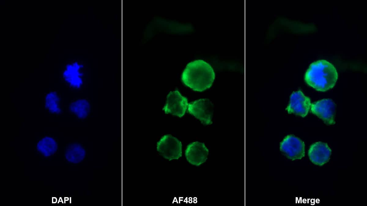 Immunocytochemistry/ Immunofluorescence: CXCL12/SDF-1 Antibody (C4) [NBP3-41081] - Sample: THP1 cell; Primary Ab: 20ug/ml NBP3-41081; Second Ab: 2ug/ml Alexa Fluor 488-conjugated Goat Anti-Mouse IgG Polyclonal Antibody