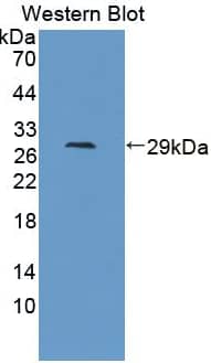 Western Blot:Kallikrein 12 Antibody-NBP3-41246-Recombinant KLK12, Human.1