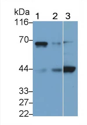 Western Blot; Sample: Lane1: Rat Heart lysate Lane2: Mouse Heart lysate