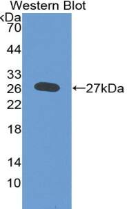 Western Blot:Heparan Sulfate Proteoglycan 2 Antibody (C2)-NBP3-41640-Recombinant HSPG2, Human.