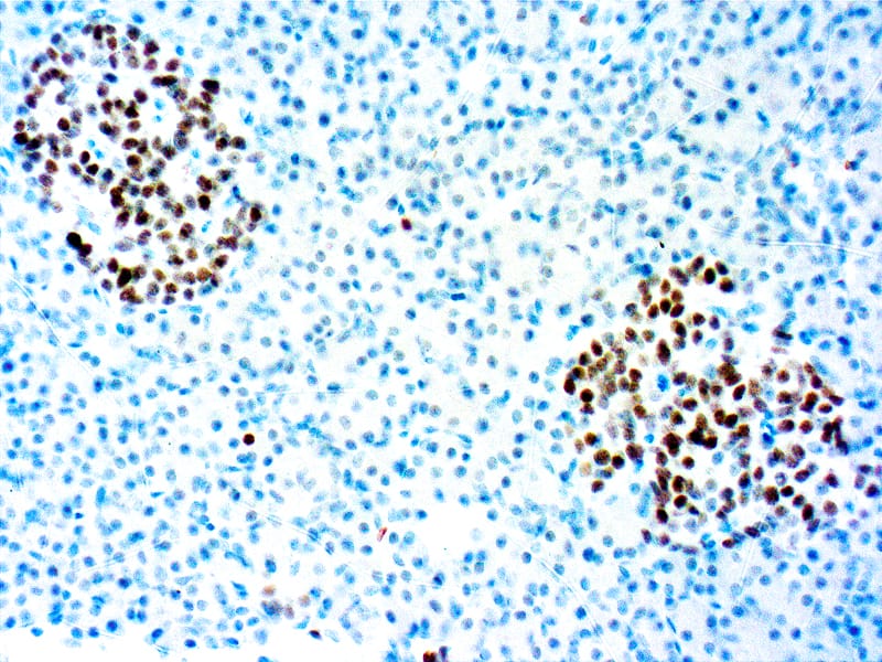 Formalin fixed paraffin embedded human Pancreas stained with INSM1 25x.