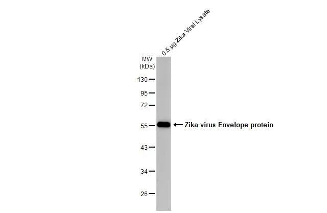 Western Blot Zika Virus Envelope Antibody (GT363)