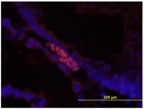 Brachyury was detected in E9.5 mouse embryo sections using Human Brachyury NL557 conjugated Antibody (Catalog# NL2085R). Embryos were fixed in 4% paraformaldehyde, and blocked with PBS containing 10% normal donkey serum, 0.1% Triton® X 100, and 1% BSA. After blocking, sections were incubated with NL557 conjugated antibody at a final concentration of 1X (1:10 dilution) in blocking buffer for 3 hours at room temperature in the dark. Between each step, cells were washed with PBS containing BSA.