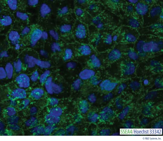 The stem cell marker SSEA-4 was visualized in live BG01V human embryonic stem cells using a GloLIVE NL493-conjugated Mouse Anti-Human/Mouse SSEA-4 Monoclonal Antibody (Catalog # NLLC1435G; green). The nuclei were counterstained with Hoechst 33342 (blue). Positive staining for SSEA-4 in human stem cells is an indicator of pluripotency.