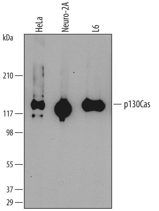 Western blot shows lysates of HeLa human cervical epithelial carcinoma cell line, Neuro-2A mouse neuroblastoma cell line, and L6 rat myoblast cell line. PVDF membrane was probed with 1 µg/mL of Mouse Anti-Human p130Cas Monoclonal Antibody (Catalog # MAB5730) followed by HRP-conjugated Anti-Mouse IgG Secondary Antibody (Catalog # HAF007). A specific band was detected for p130Cas at approximately 130 kDa (as indicated). This experiment was conducted under reducing conditions and using Immunoblot Buffer Group 1.