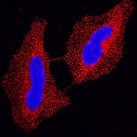 Immunocytochemistry p15INK4b/CDKN2B Antibody (651308) [Unconjugated]