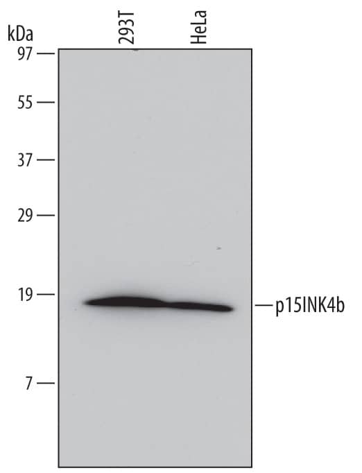Western Blot p15INK4b/CDKN2B Antibody (651308) [Unconjugated]