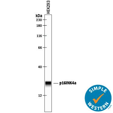 Simple Western lane view shows lysates of HEK293 human embryonic kidney cell line, loaded at 0.2 mg/mL. A specific band was detected for p16INK4a / CDKN2A at approximately 24 kDa (as indicated) using 10 µg/mL of Goat Anti-Human p16INK4a / CDKN2A Antigen Affinity-purified Polyclonal Antibody (Catalog # AF5779) followed by 1:50 dilution of HRP-conjugated Anti-Goat IgG Secondary Antibody (Catalog # HAF109). This experiment was conducted under reducing conditions and using the 12-230 kDa separation system.