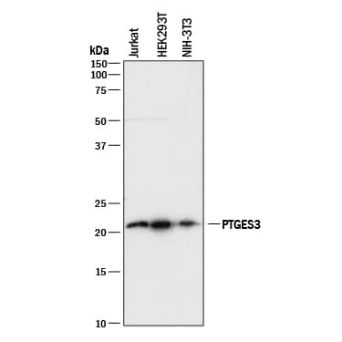 Western blot shows lysates of Jurkat human acute T cell leukemia cell line, HEK293T human embryonic kidney cell line, and NIH-3T3 mouse embryonic fibroblast cell line. PVDF membrane was probed with 2 µg/mL of Mouse Anti-Human/Mouse p23/PTGES3 Monoclonal Antibody (Catalog # MAB100391) followed by HRP-conjugated Anti-Mouse IgG Secondary Antibody (Catalog # HAF018). A specific band was detected for p23/PTGES3 at approximately 23 kDa (as indicated). This experiment was conducted under reducing conditions and using Immunoblot Buffer Group 1.