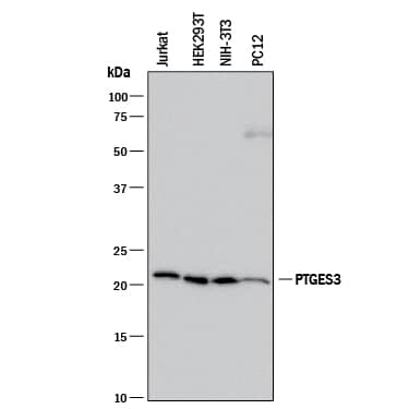 Western blot shows lysates of Jurkat human acute T cell leukemia cell line, HEK293T human embryonic kidney cell line, NIH-3T3 mouse embryonic fibroblast cell line, and PC-12 rat adrenal pheochromocytoma cell line. PVDF membrane was probed with 1 µg/mL of Mouse Anti-Human/Mouse/Rat p23/PTGES3 Monoclonal Antibody (Catalog # MAB10039) followed by HRP-conjugated Anti-Mouse IgG Secondary Antibody (Catalog # HAF018). A specific band was detected for p23/PTGES3 at approximately 23 kDa (as indicated). This experiment was conducted under reducing conditions and using Immunoblot Buffer Group 1.