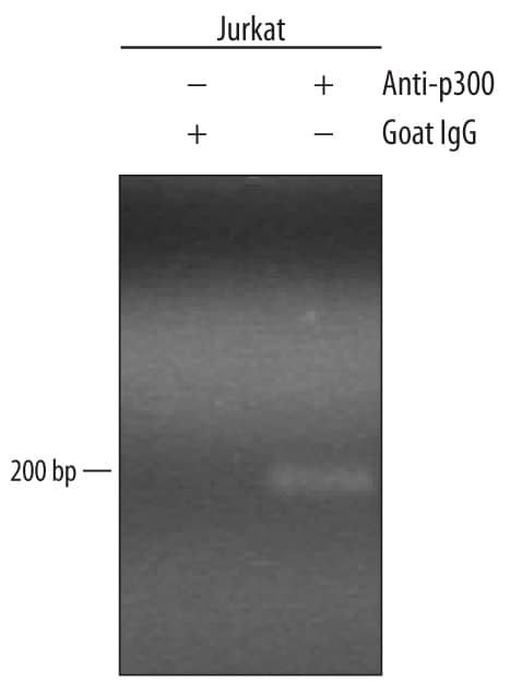 <b>Biological Strategies Validation. </b>Jurkat human acute T cell leukemia cell line treated with 50 ng/mL PMA and 200 ng/mL calcium ionomycin for 30 minutes was fixed using formaldehyde, resuspended in lysis buffer, and sonicated to shear chromatin. p300/DNA complexes were immunoprecipitated using 5 µg Goat Anti-Human p300 Antigen Affinity-purified Polyclonal Antibody (Catalog # AF3789) or control antibody (Catalog # AB-108-C) for 15 minutes in an ultrasonic bath, followed by Biotinylated Anti-Goat IgG Secondary Antibody (Catalog # BAF109). Immunocomplexes were captured using 50 µL of MagCellect Streptavidin Ferrofluid (Catalog # MAG999) and DNA was purified using chelating resin solution. Thefospromoter was detected by standard PCR.