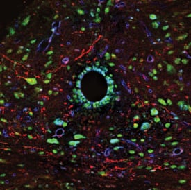 Immunohistochemistry p38 alpha Antibody [Unconjugated]