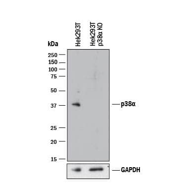 <b>Genetic Strategies Validation. </b>Western blot shows lysates of HEK293T human embryonic kidney parental cell line and p38a knockout HEK293T cell line (KO). PVDF membrane was probed with 0.5 µg/mL of Rabbit Anti-Human/Mouse/Rat p38a Antigen Affinity-purified Polyclonal Antibody (Catalog # AF8691) followed by HRP-conjugated Anti-Rabbit IgG Secondary Antibody (HAF008). A specific band was detected for p38a at approximately 38 kDa (as indicated) in the parental HEK293T cell line, but is not detectable in knockout HEK293T cell line. GAPDH (AF5718) is shown as a loading control. This experiment was conducted under reducing conditions and using Immunoblot Buffer Group 1.