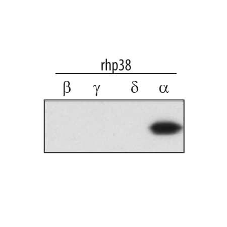Western Blot p38 alpha Antibody [Unconjugated]