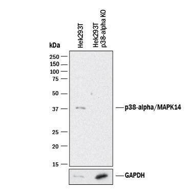 <b>Genetic Strategies Validation. </b>Western blot shows lysates of HEK293T human embryonic kidney parental cell line and p38a knockout HEK293T cell line (KO). PVDF membrane was probed with 1 µg/mL of Mouse Anti-Human/Mouse/Rat p38a Monoclonal Antibody (Catalog # MAB869) followed by HRP-conjugated Anti-Mouse IgG Secondary Antibody (Catalog # HAF018). A specific band was detected for p38a at approximately 38 kDa (as indicated) in the parental HEK293T cell line, but is not detectable in knockout HEK293T cell line. GAPDH (Catalog # MAB5718) is shown as a loading control. This experiment was conducted under reducing conditions and using Immunoblot Buffer Group 1.