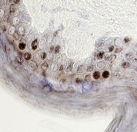 Immunohistochemistry p38 delta/SAPK4 Antibody [Unconjugated]