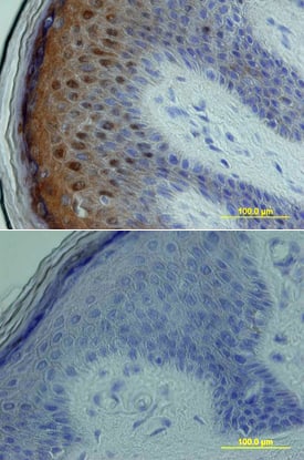 Immunohistochemistry p38 delta/SAPK4 Antibody [Unconjugated]